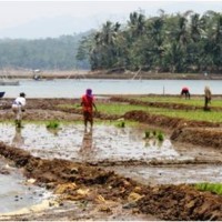 Warga sekitar waduk Darma memanfaatkan waduk darma yang menyusut dengan bercocok tanam.